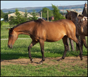 Harmony Dawn Thoroughbred mare